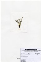 藏品(羽藻)的圖片